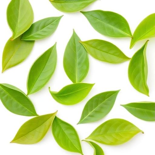 Green Tea Extract
