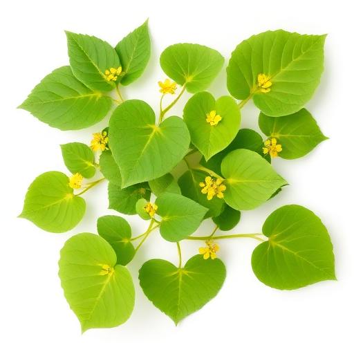 Horny Goat Weed